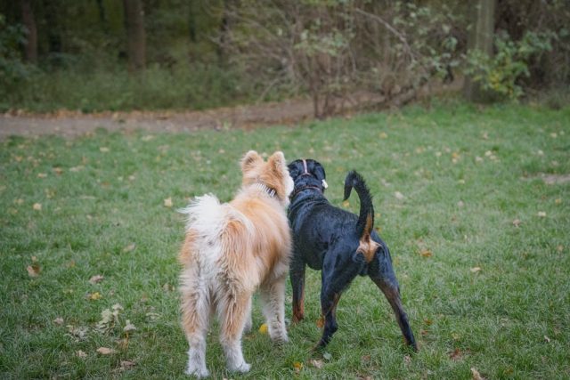 Promenades pour les animaux