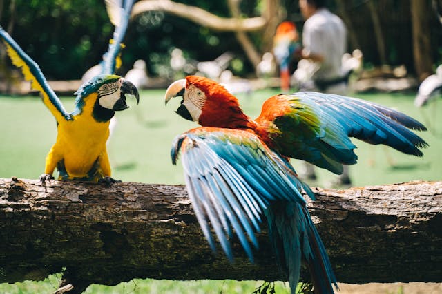 Les animaux exotiques