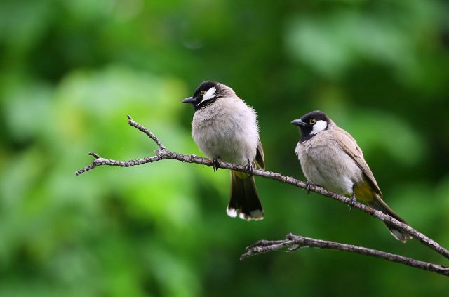 Les oiseaux de jardin